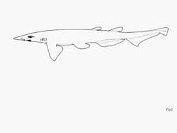 Image of Bigfin Catshark