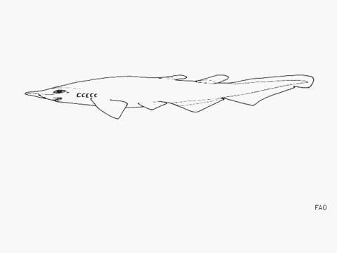 Image of Bigfin Catshark