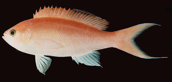 Imagem de Pseudanthias thompsoni (Fowler 1923)