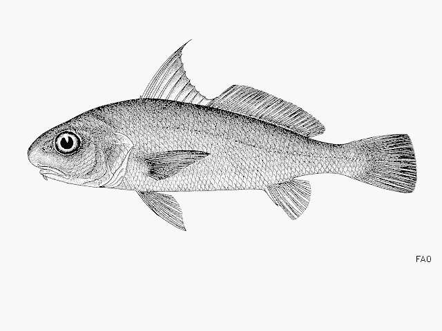 Image of Bearded croaker