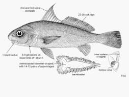 Image of Bearded croaker