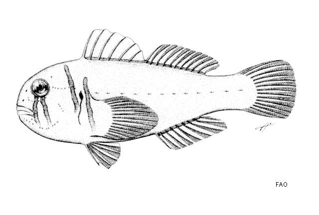 صورة Gobiodon citrinus (Rüppell 1838)