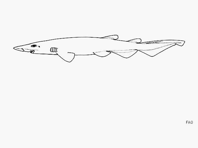 Image of Deepwater Catshark