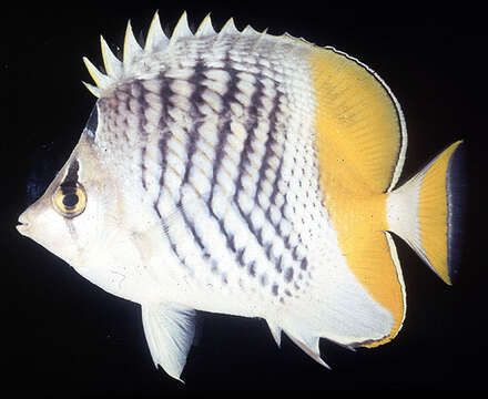 Image of Indian Ocean Chevron Butterflyfish