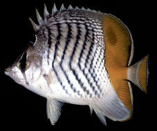 Image of Indian Ocean Chevron Butterflyfish