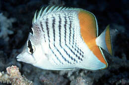 Image of Indian Ocean Chevron Butterflyfish