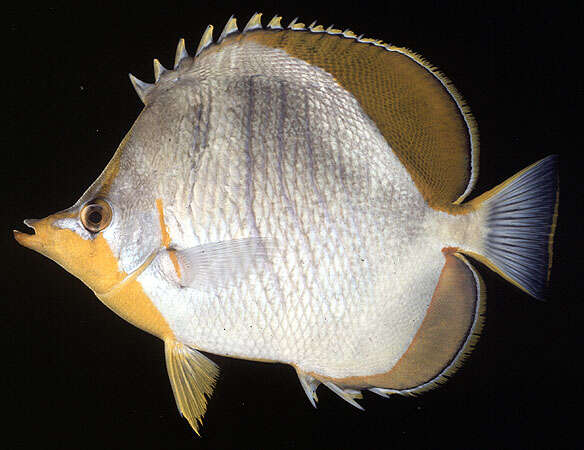 Image of Goldheaded Butterflyfish