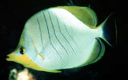 Image of Goldheaded Butterflyfish