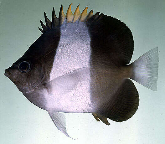 Image of Black Pyramid Butterflyfish