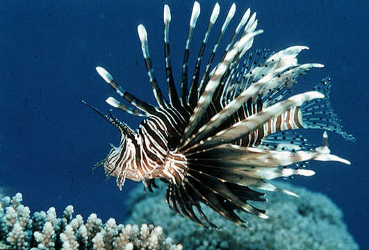 Image of Red lionfish