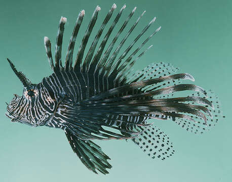 Image of Red lionfish