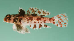 Image of Starry dragonet