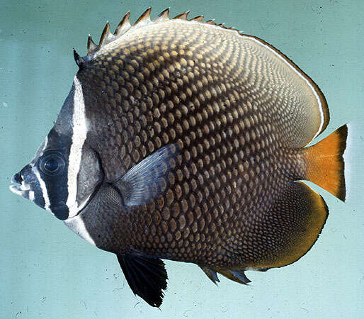 Image of Brown Butterflyfish