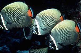 Image of Brown Butterflyfish