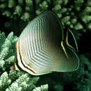 صورة Chaetodon triangulum Cuvier 1831