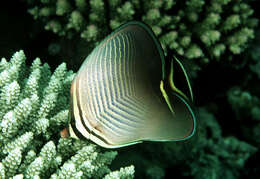 Image of Herringbone Butterflyfish