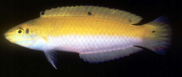 Image of Canarytop wrasse