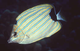 Image of Blue-lined Butterfly