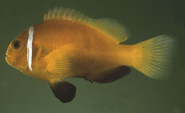 Image of Maldive anemonefish