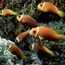 Image of Maldive anemonefish