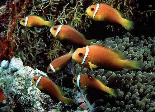 Image of Maldive anemonefish