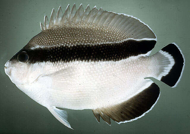 Image of Banded Angelfish