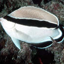 Image of Banded Angelfish