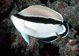 Image of Banded Angelfish