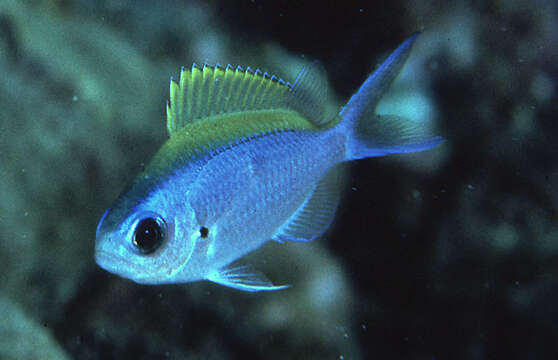 Chromis ovalis (Steindachner 1900) resmi