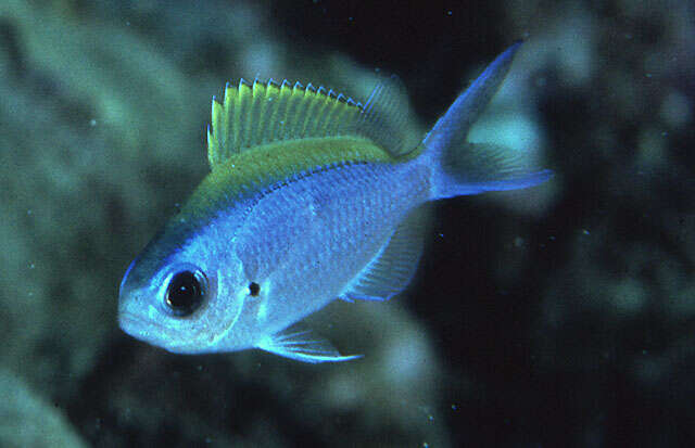 Image de Chromis ovalis (Steindachner 1900)