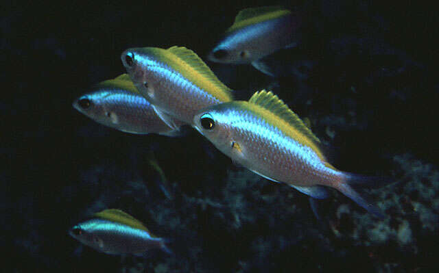 Image de Chromis ovalis (Steindachner 1900)