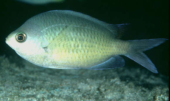 Image de Chromis ovalis (Steindachner 1900)