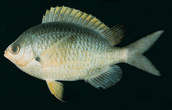 Chromis ovalis (Steindachner 1900) resmi