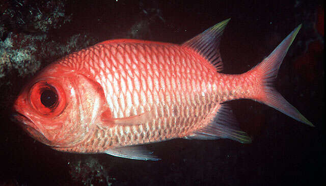 Image of Yellowtip soldierfish