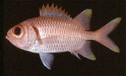 Image of Yellowtip soldierfish