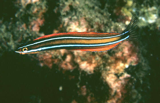 Image of Blue-stripe blenny