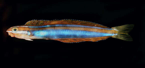 Image of Blue-stripe blenny