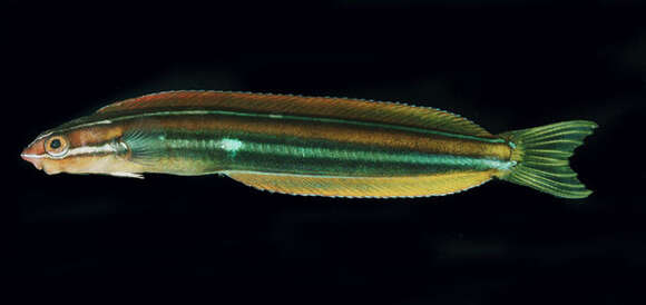 Image of Blue-stripe blenny