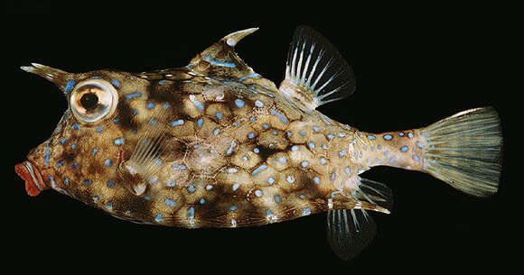 Image of Shorthorn cowfish