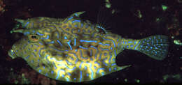 Image of Shorthorn cowfish