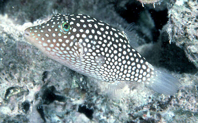 Image of Hawaiian Whitespotted Toby