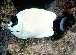 Image of Masked Angel Fish