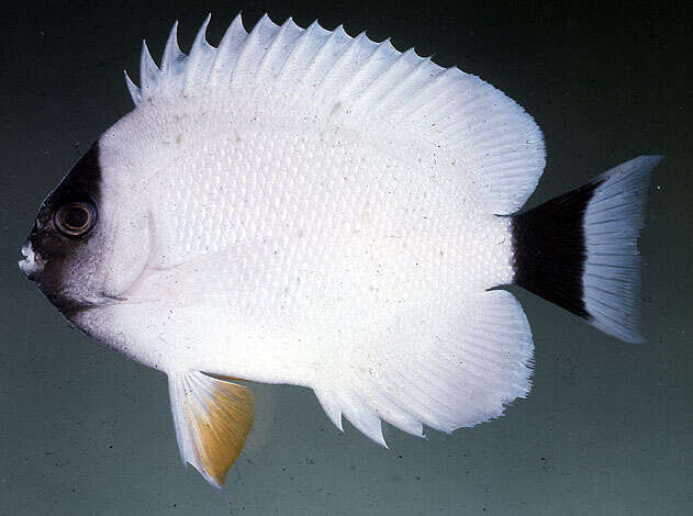 Image of Masked Angel Fish