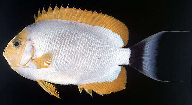 Image of Masked Angel Fish