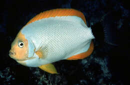 Image of Masked Angel Fish