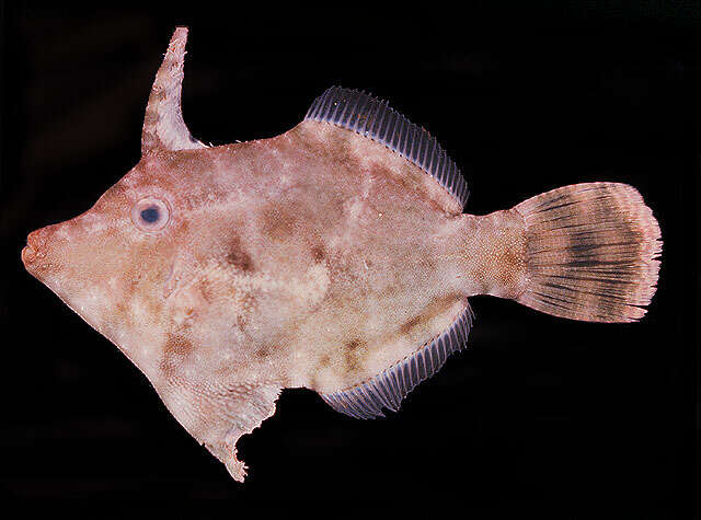Image of Acreichthys