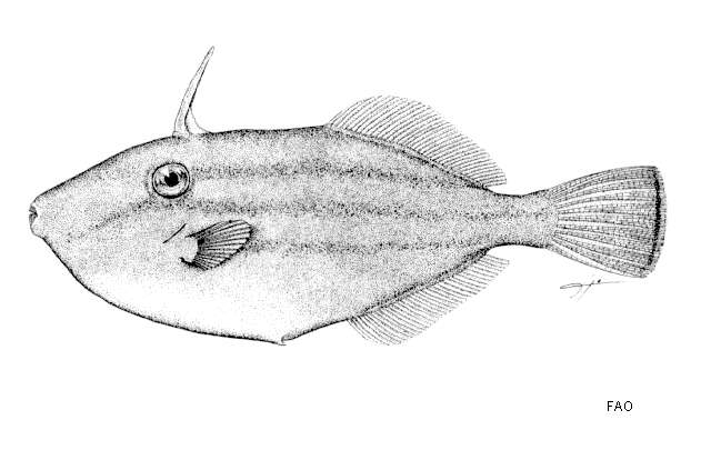 Image of Modest filefish