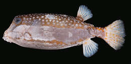 Image of Whitesided boxfish