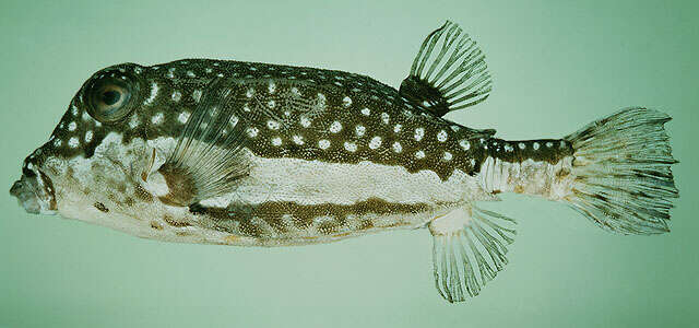 Image of Whitesided boxfish