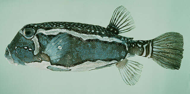 Image of Whitesided boxfish